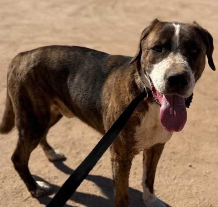Photo of Atlas