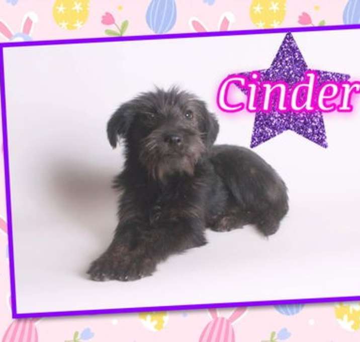 Photo of CINDER
