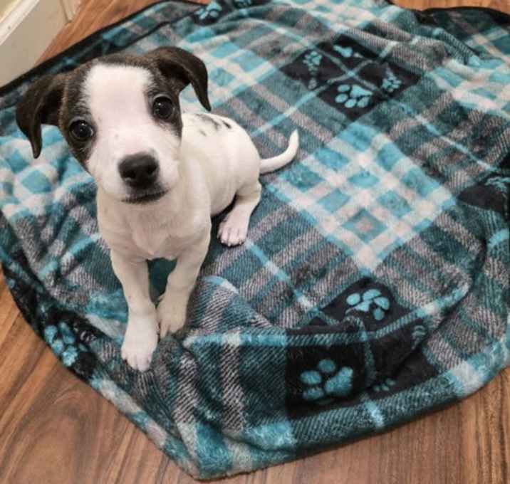 Photo of Bumble