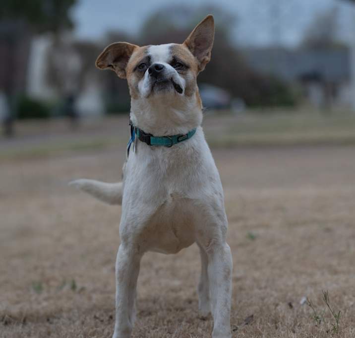 Photo of Stitch (Formerly Lava)