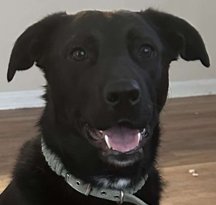 Photo of Olive
