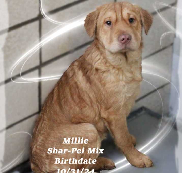 Photo of Millie