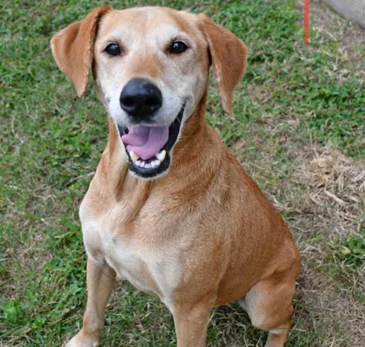 Photo of Mindy - Foster or Forever