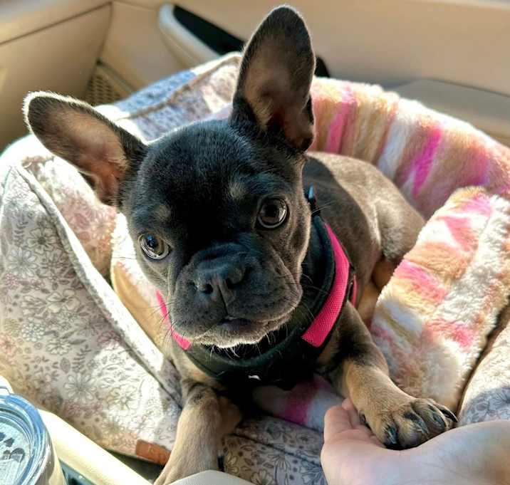Photo of Coco