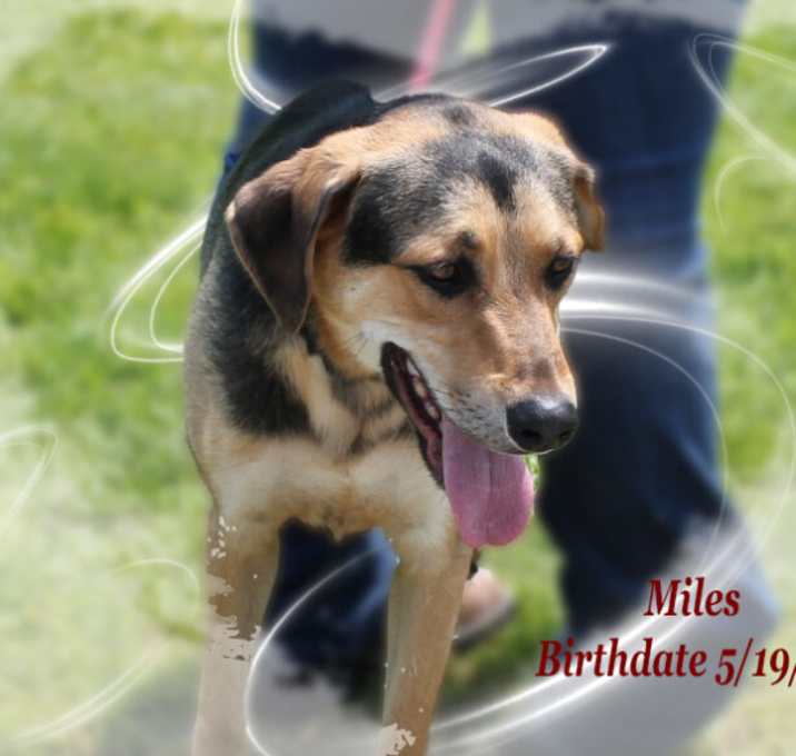 Photo of Miles