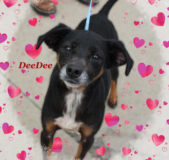 Photo of DeeDee