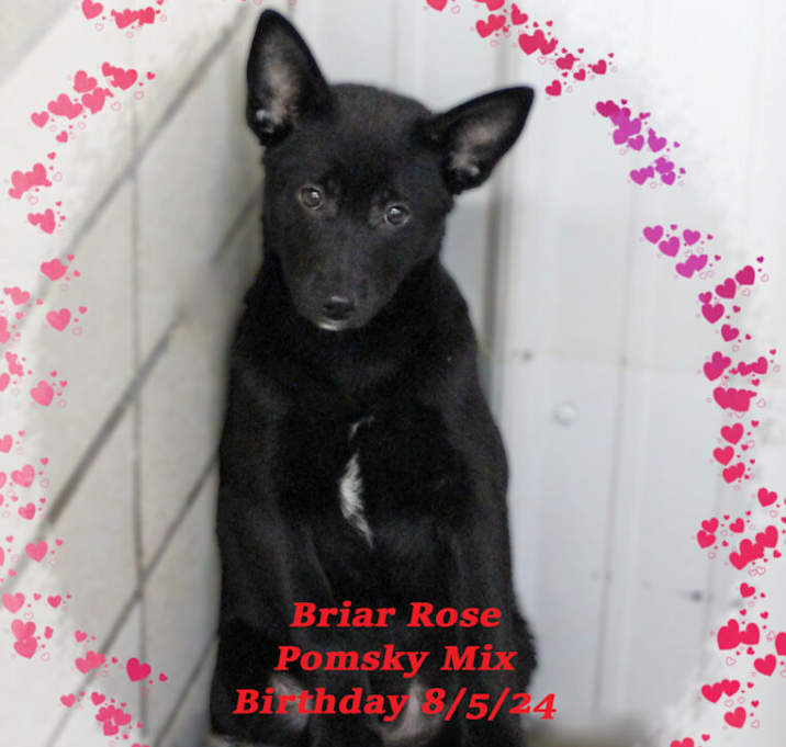 Photo of Briar Rose