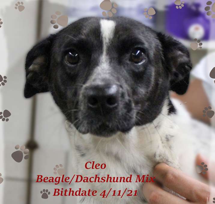 Photo of Cleo