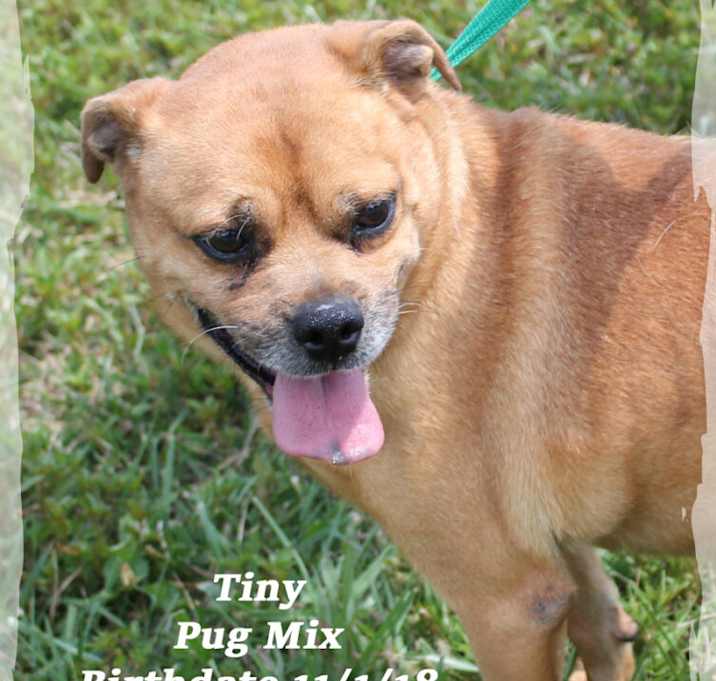 Photo of Tiny
