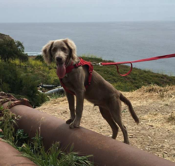 Photo of Oso