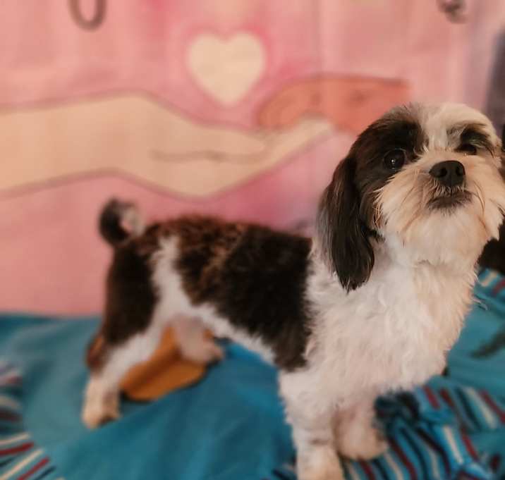 Photo of Steeler