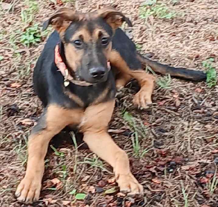 Photo of Nala