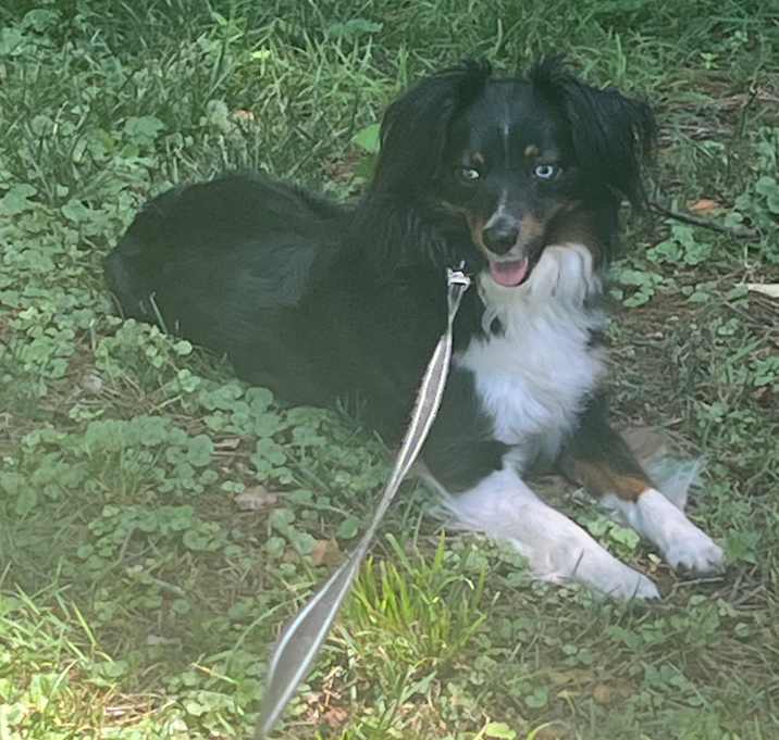 Photo of Aspen