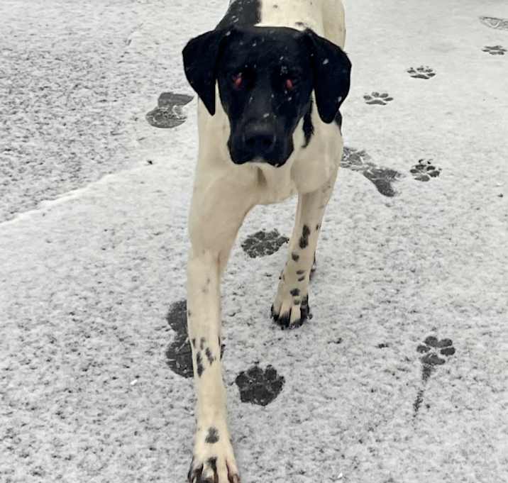 Photo of Finley