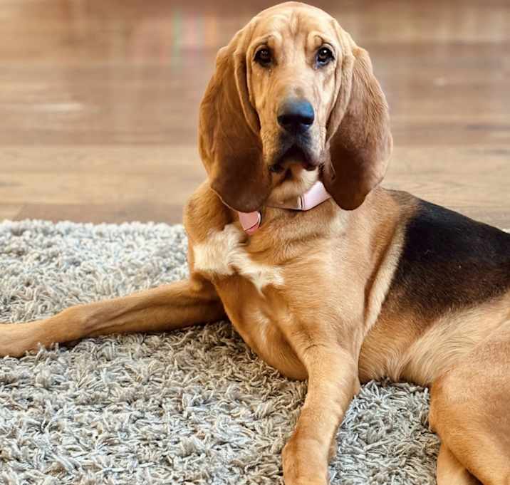 Photo of Daisy