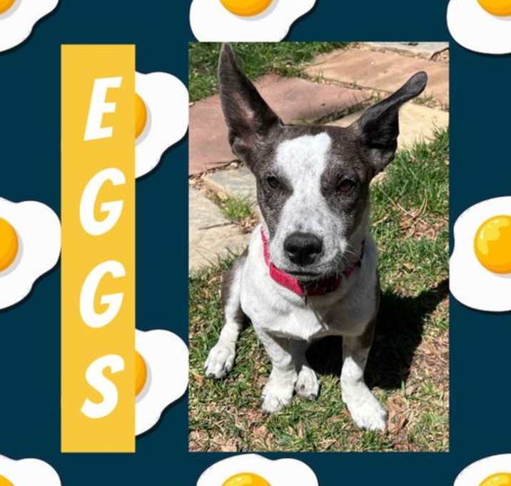 Photo of Eggs