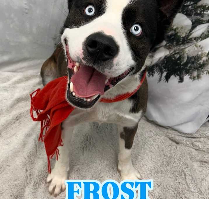 Photo of Frost