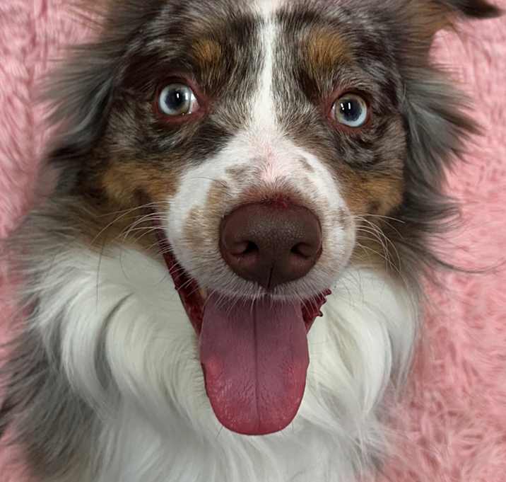 Photo of Bentley