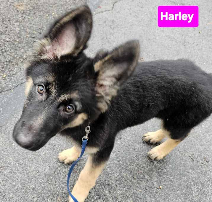 Photo of Harley (3mo PUPPY)