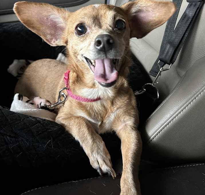 Photo of Dolly