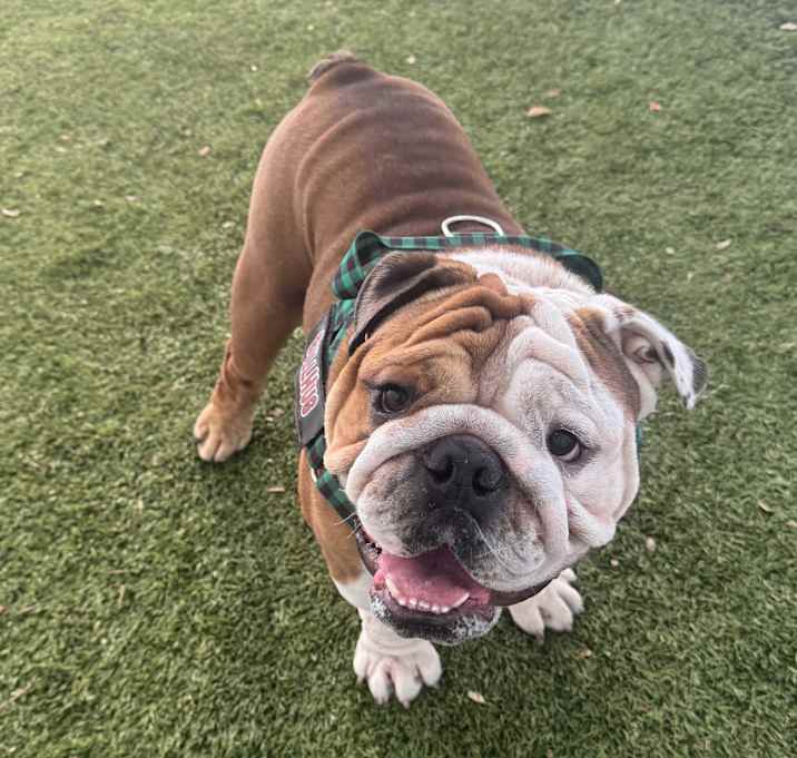 Photo of Rocky