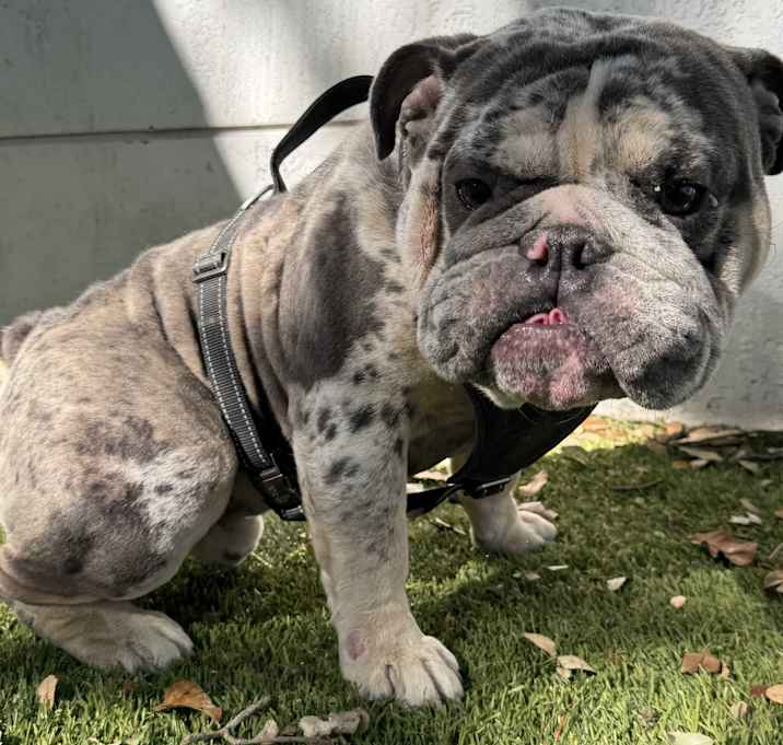 Photo of Gordo