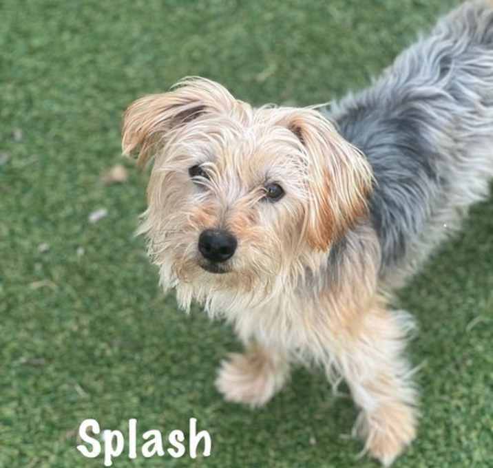 Photo of Splash