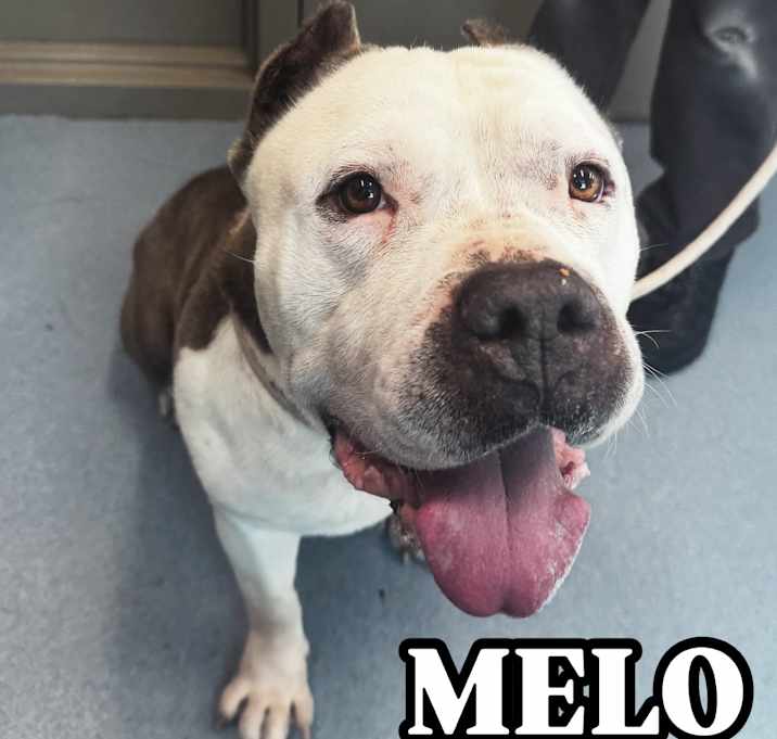 Photo of Melo