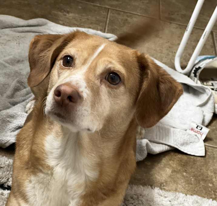 Photo of Penny