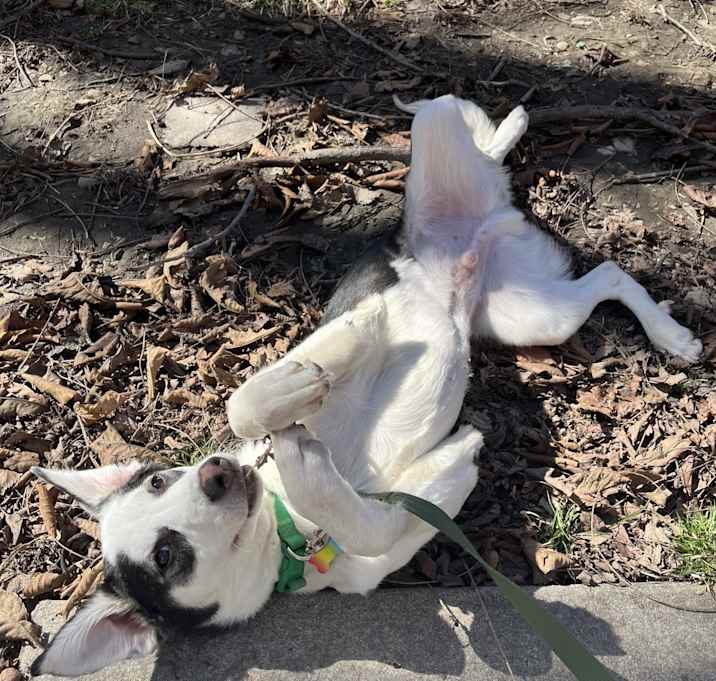 Photo of Gumbo