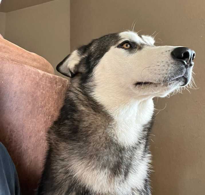 Photo of Duke