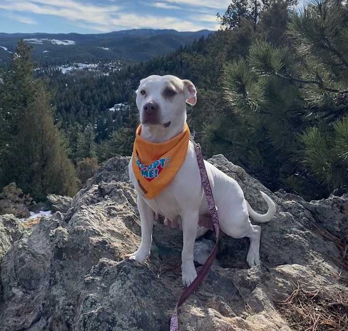Photo of Rosie ***FOSTER HOME***