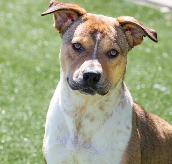 Photo of Firefly