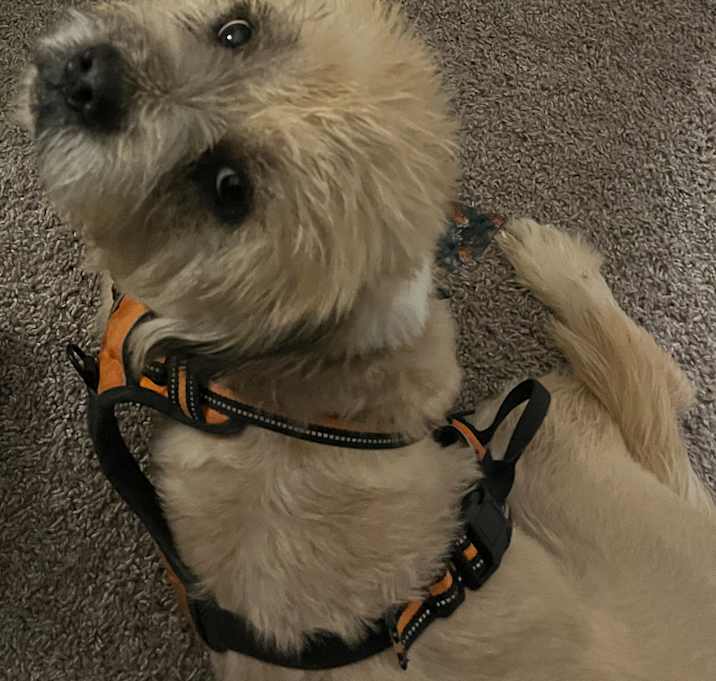 Photo of Chewy