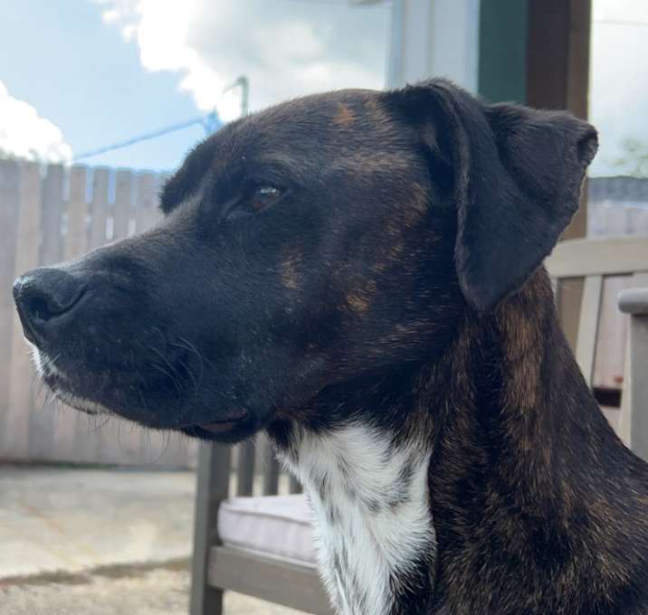 Photo of Luna "Lou"