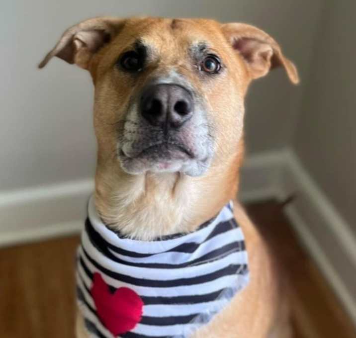 Photo of Atreyu (Farm or Scent/Sport Dog!!)