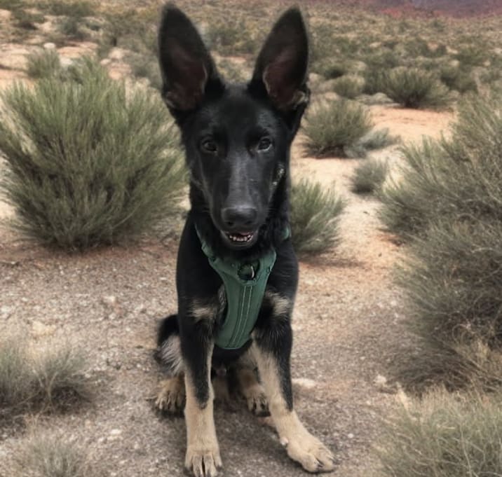Photo of Rex