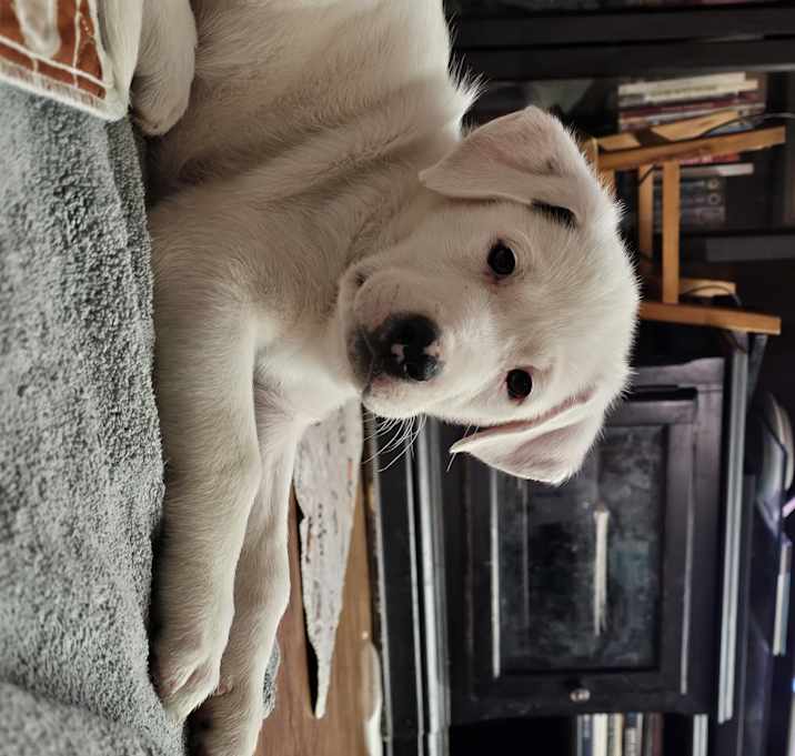 Photo of Blankita