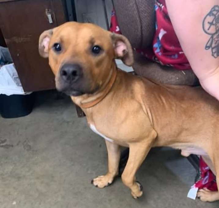Photo of scooby