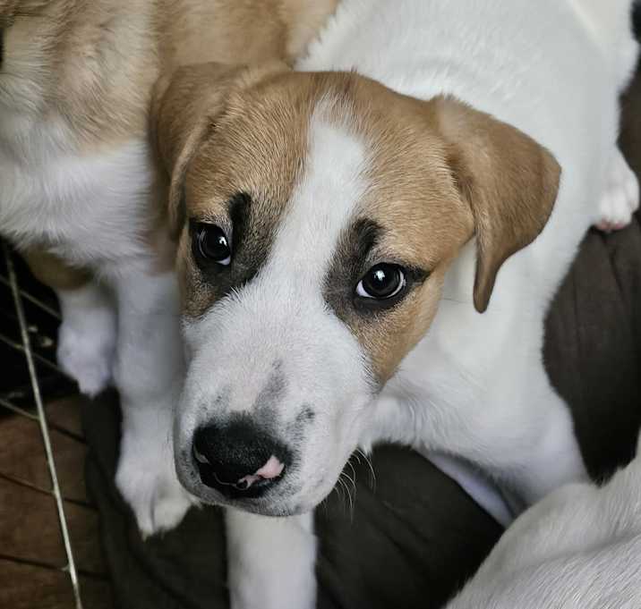 Photo of Snow Drop