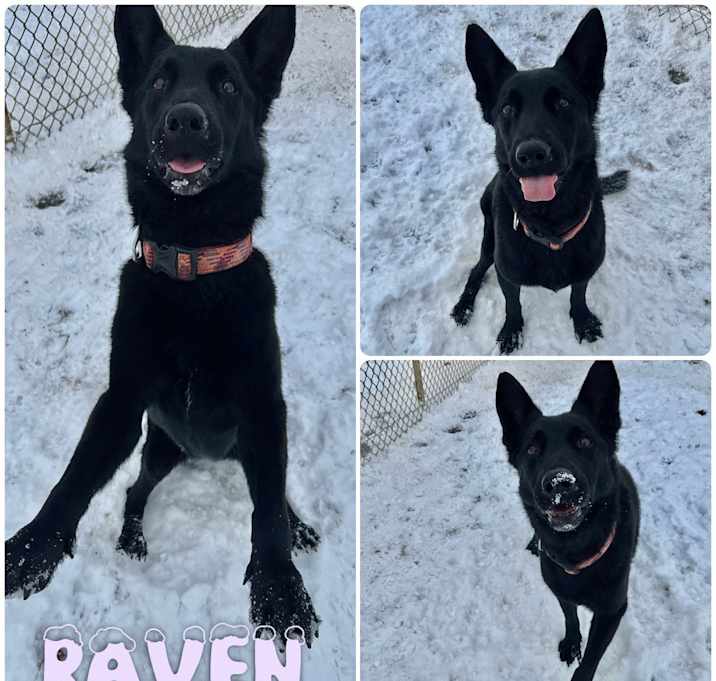 Photo of Raven - SPONSORED