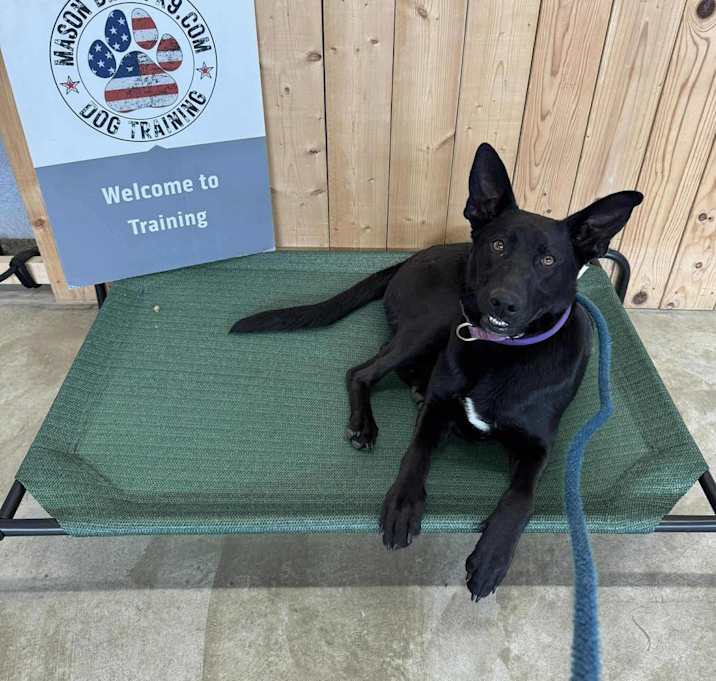 Photo of London (FOSTERED IN MD)