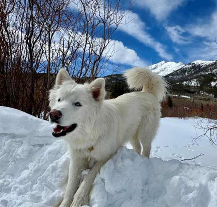 Photo of BEAR