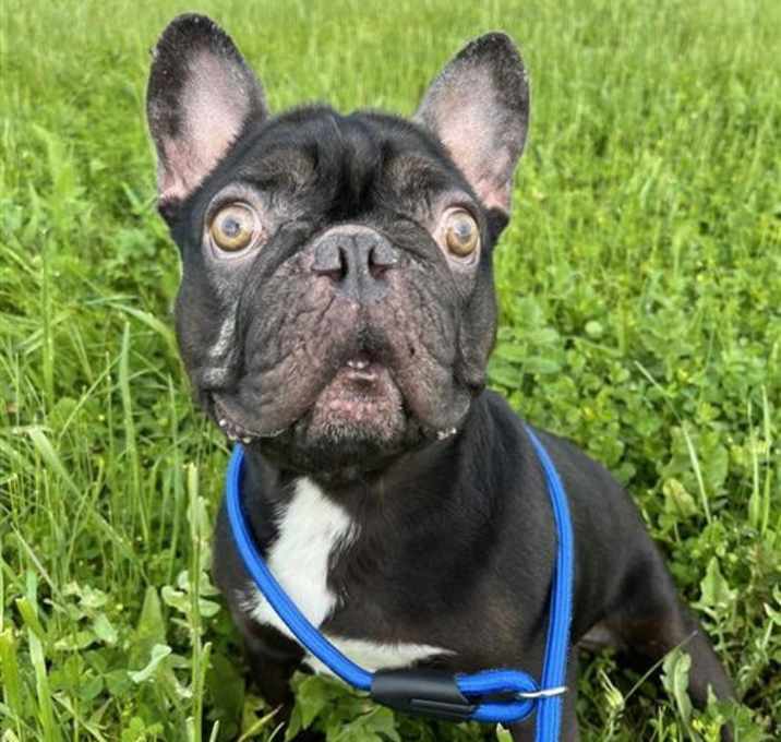 Photo of Frenchie French
