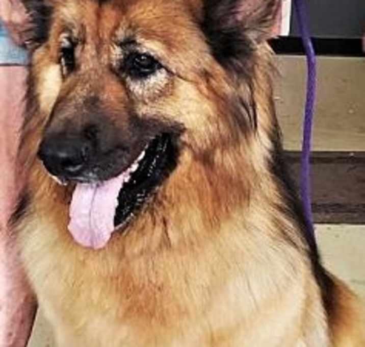 Photo of Rocco