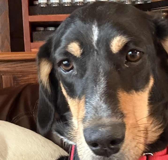Photo of Dottie