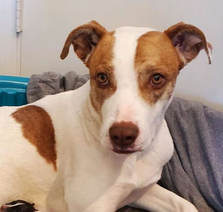 Photo of Sweetheart aka Sweetie