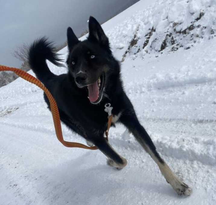 Photo of Kiba
