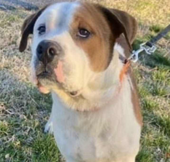 Photo of Gus (Courtesy Post)