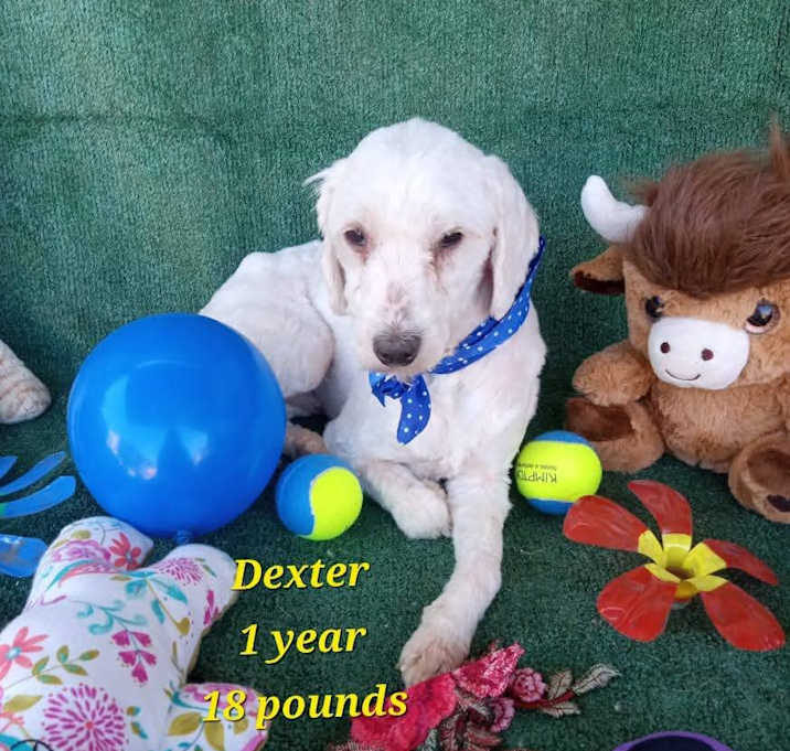 Photo of Daxter